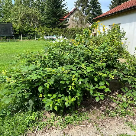 Wiedemann We 1 * Mellenthin